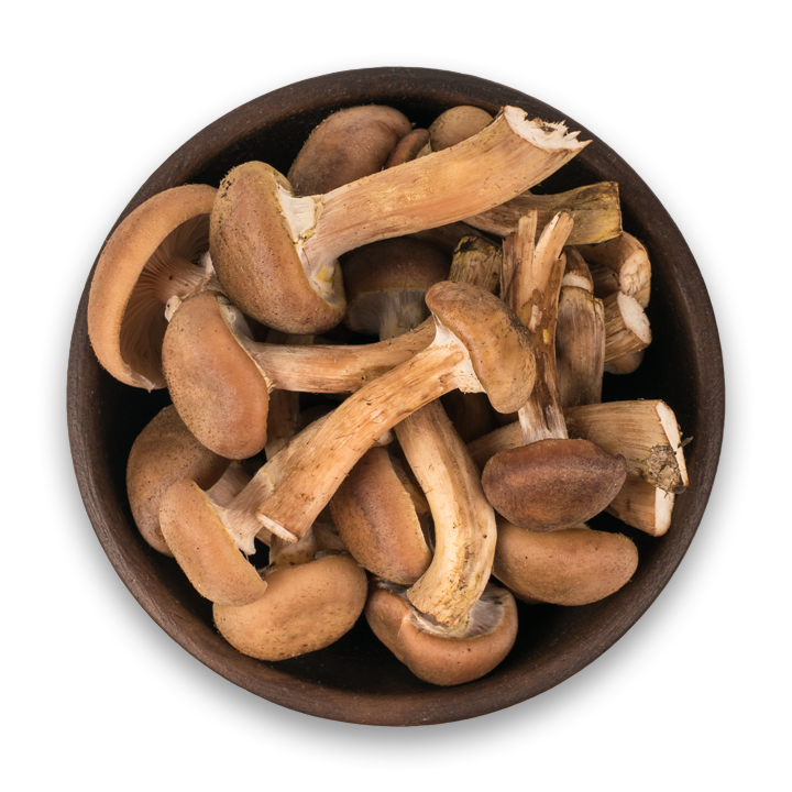Cogumelos top - Bajê